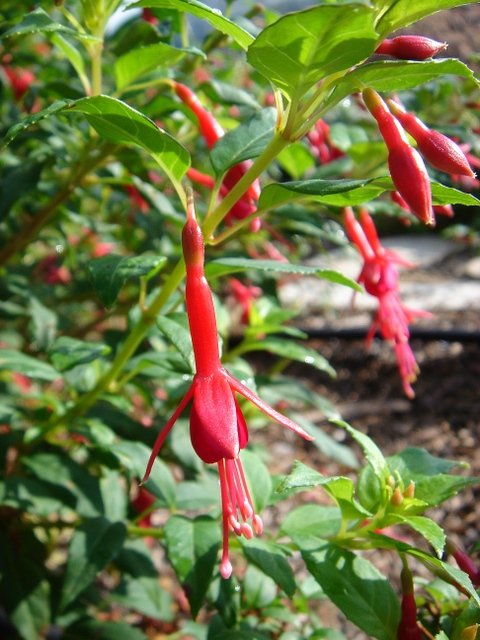 Fuchsia magellanica 'Riccartonii'